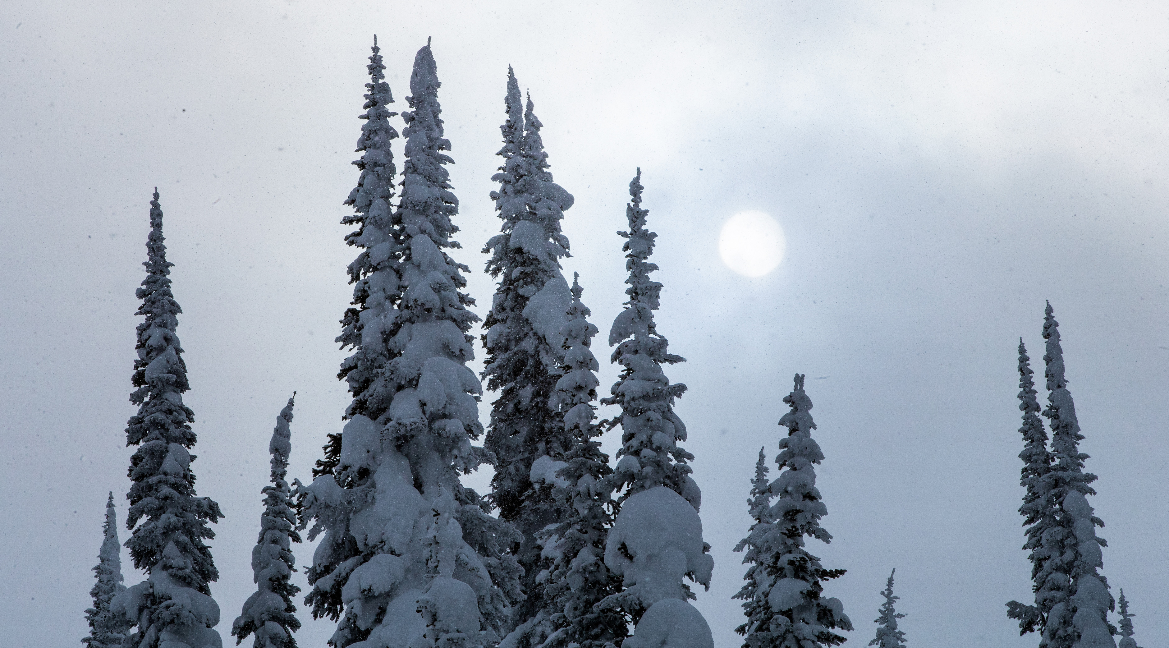panel30-arcteryx-tree