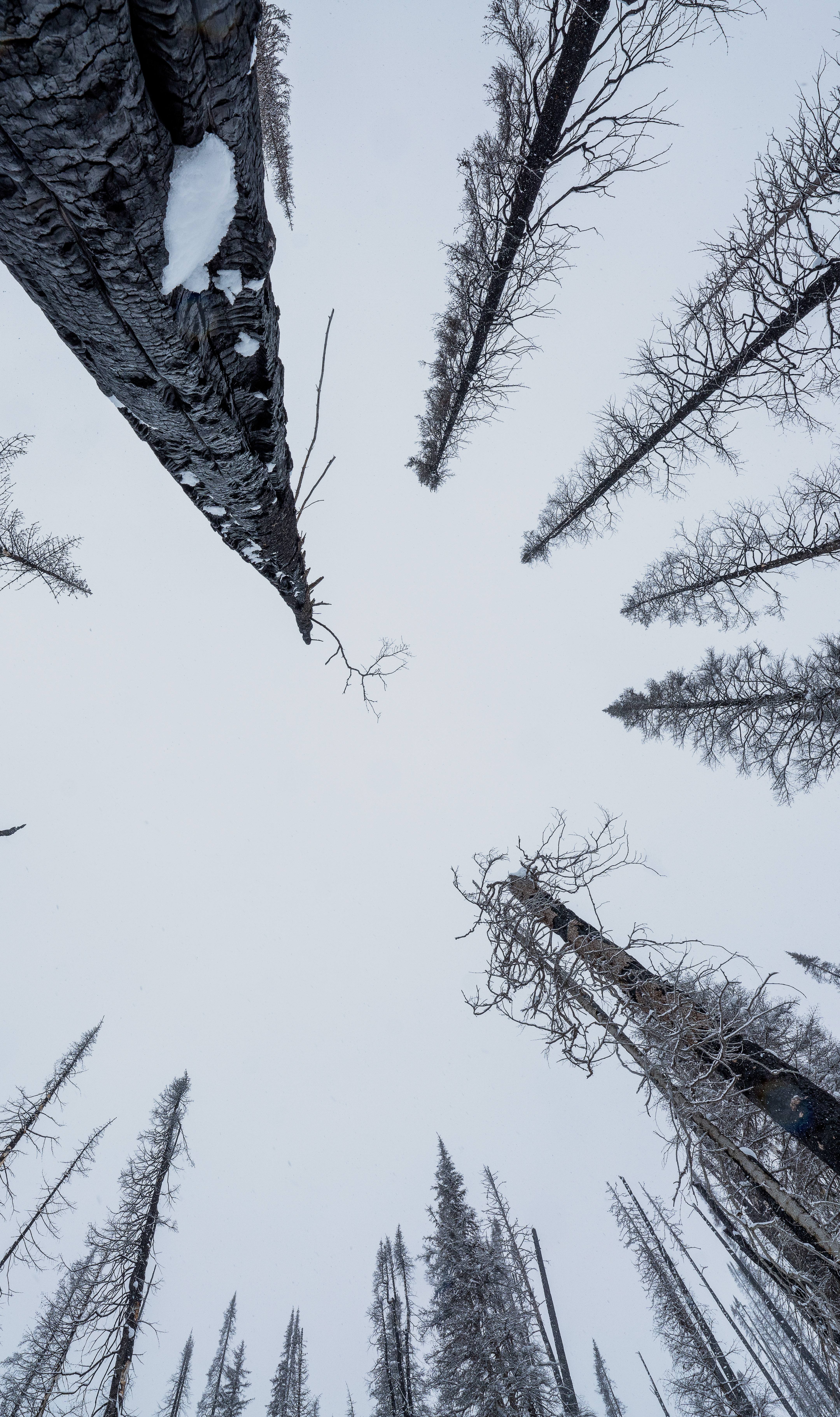 panel9-arcteryx-trees